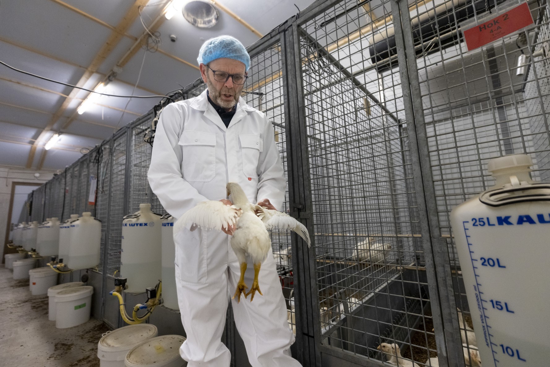 Column: Behaviour along with construction is significant in broiler breeding