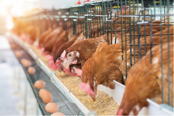 APHIS Declares Updates to Indemnity Program for Extraordinarily Pathogenic Avian Influenza on Poultry Farms