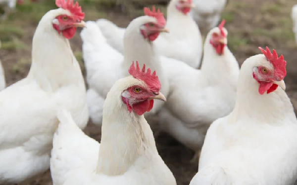 New approaches required to deal with IBD in poultry