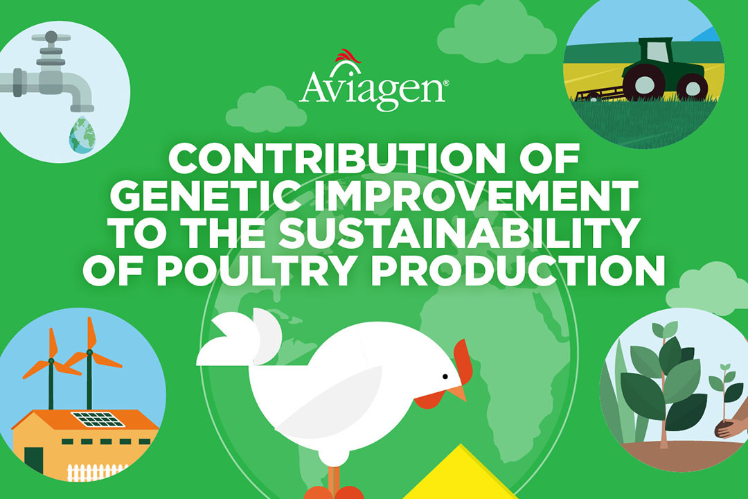 Contribution of genetic enchancment to the sustainability of poultry manufacturing