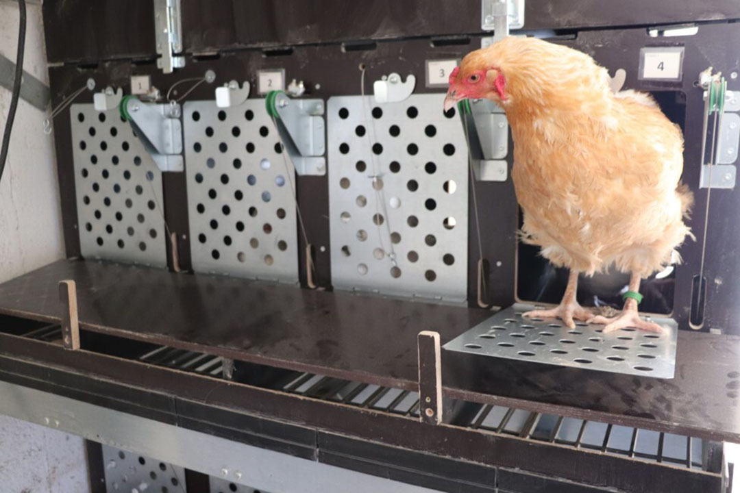 Search for a well-balanced dual-purpose chook