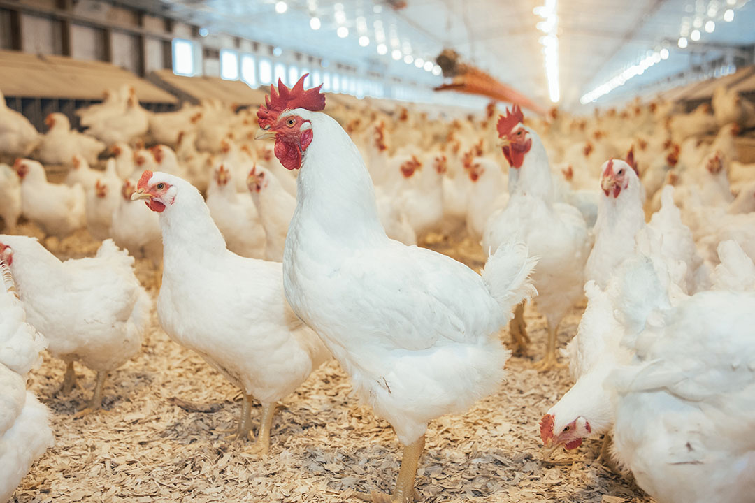 Using data to optimise broiler breeder male administration