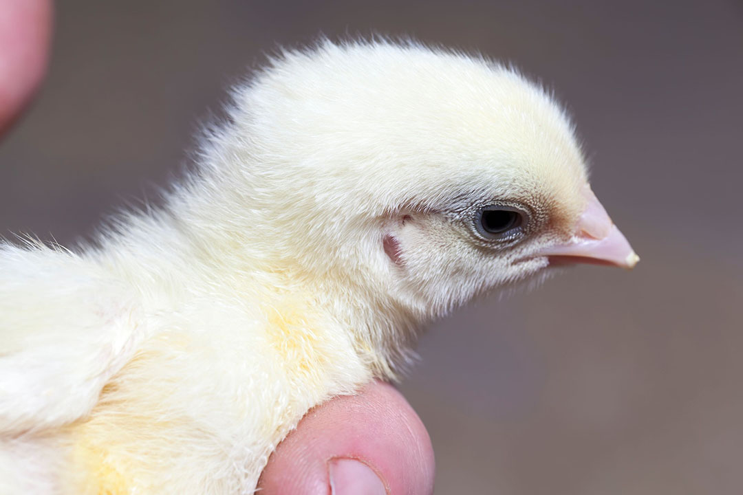 Belarusian president orders poultry genetic centre