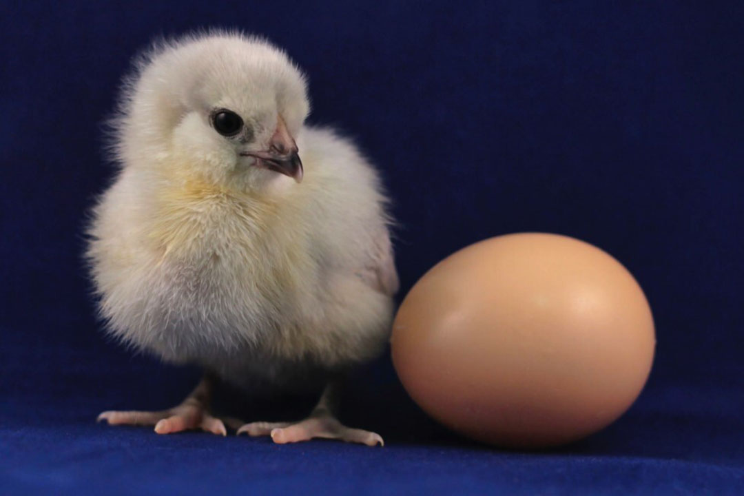 Gene-edited hens might end the culling of day-old male chicks