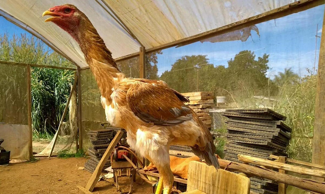 Brazilian farmer makes massive optimistic elements from huge roosters