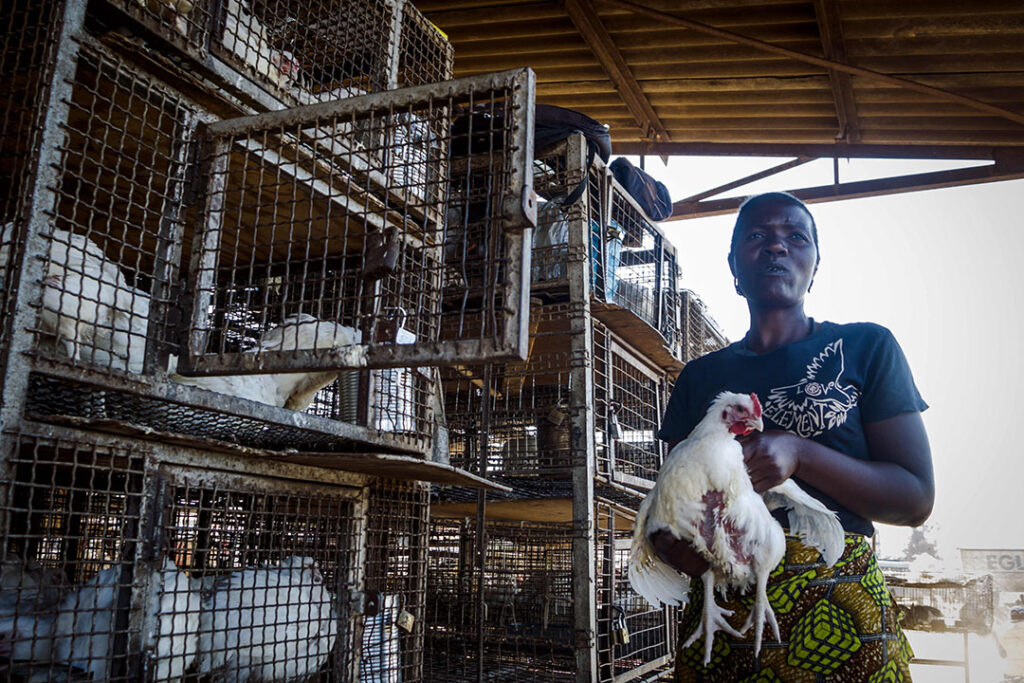 Genetic progress in African poultry breeding programmes