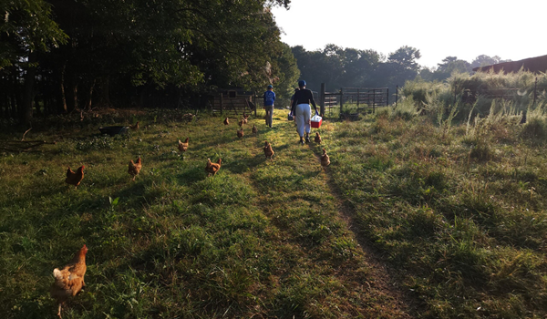 Scratching the ground: UGA researchers undertake ChickEES analysis to learn the way free-range chickens have an effect on farm sustainability