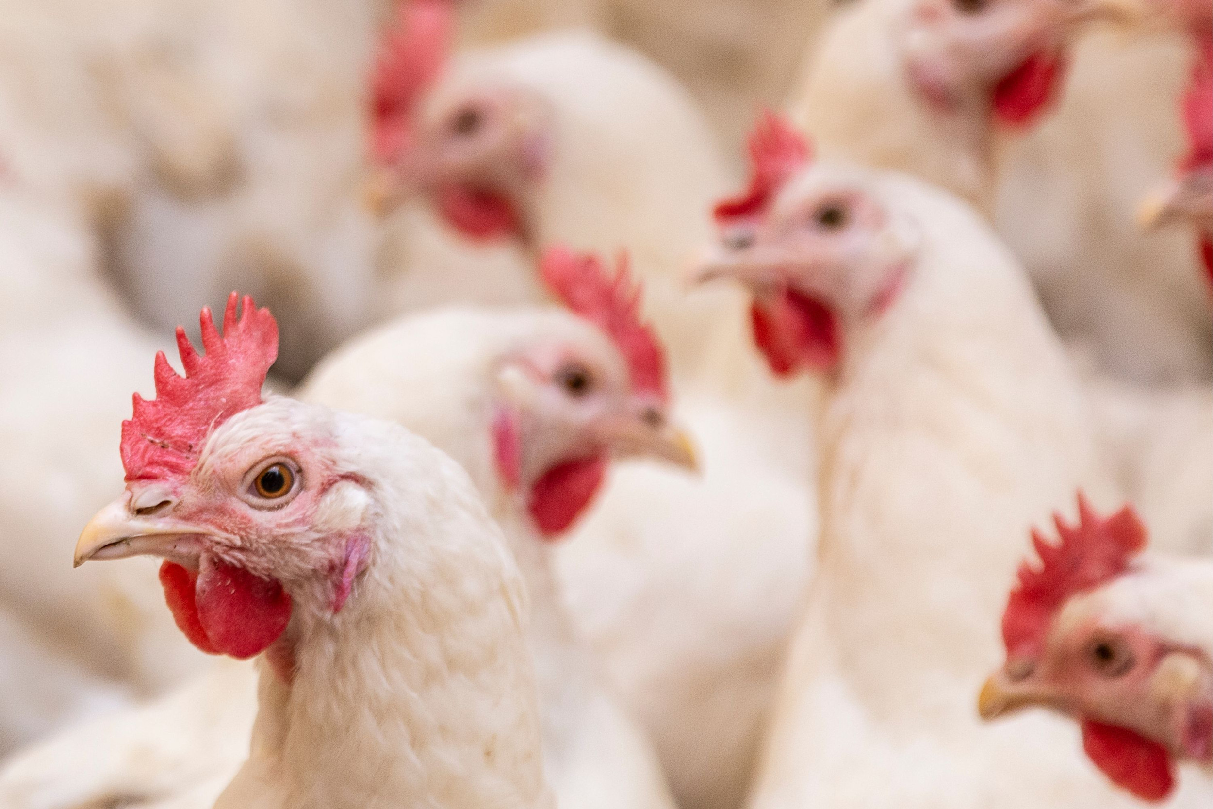 Genetic clues may help breed chickens resilient to chook flu