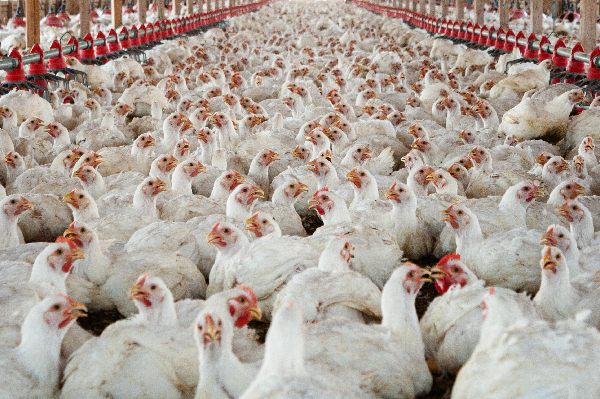 Rising Traits Advocate Larger Broiler Rooster Output in 2024