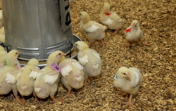 New probiotic confirmed to boost digestion in poultry and swine