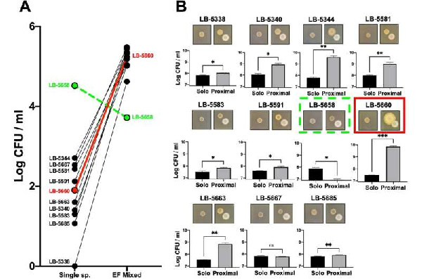 Enterococcus helps E. coli ‘armor up’ in canine and poultry co-infections