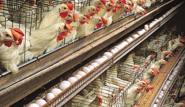 Redefining Poultry Weight-reduction plan: Previous Egg Manufacturing