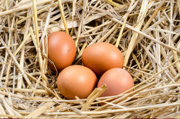 Cracking the Code: Conserving Eggs inside the Nest