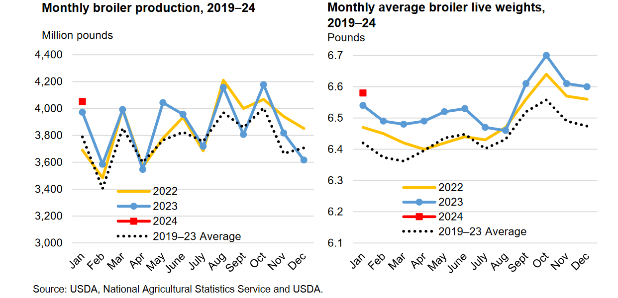 Broiler Manufacturing Adjusted Up in 2024