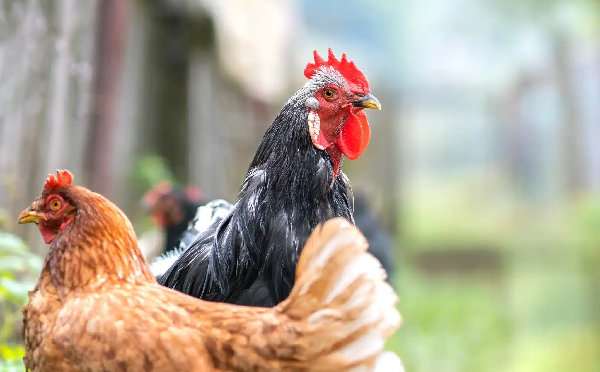 Chlorine Dioxide: An Environment friendly Decision In direction of Avian Influenza