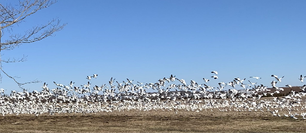 Snow Geese Check out Presumptive Constructive for Avian Influenza; Delaware poultry producers impressed to take precautions