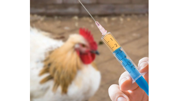 Developments in Poultry Salmonella Vaccine Strategies: Balancing Safety and Immunogenicity